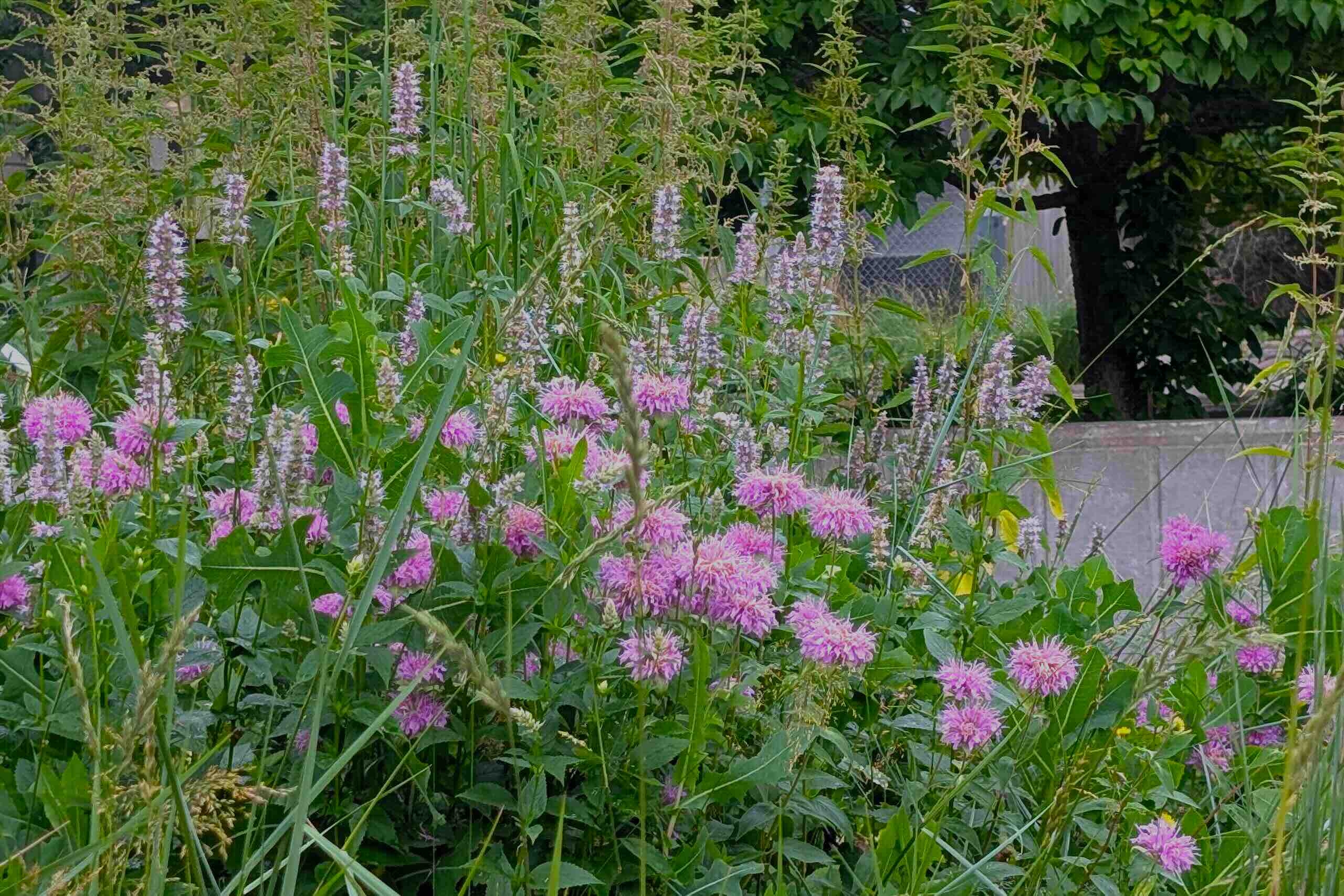 Purple flowers in foreground with grasses and light spikey flowers in background.