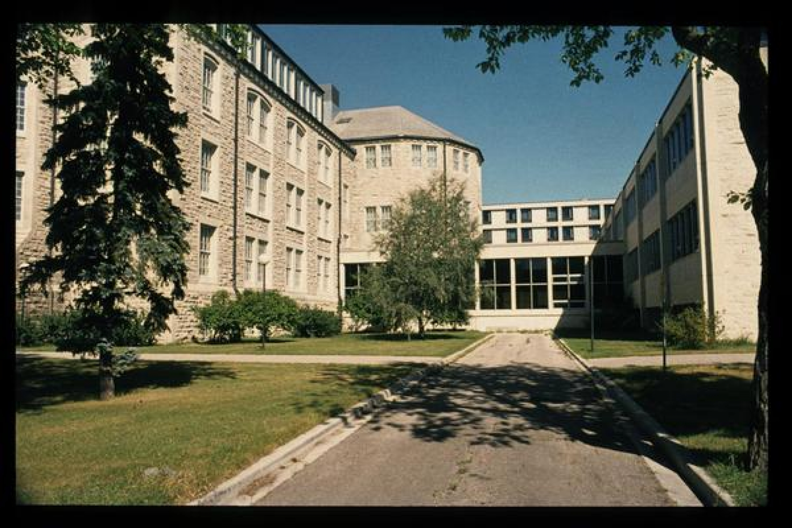 White willow in its early years.