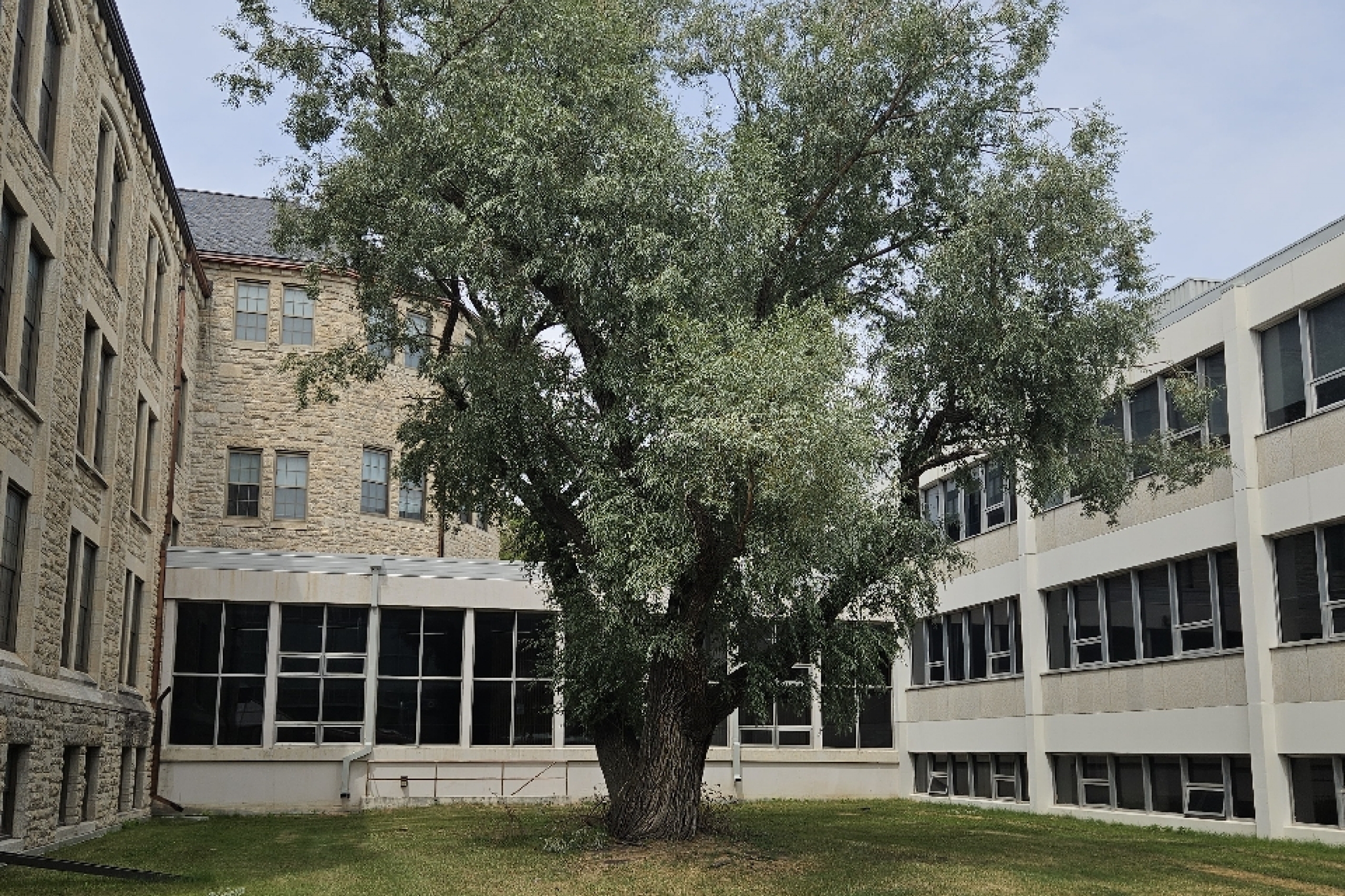 White willow south of Tier building