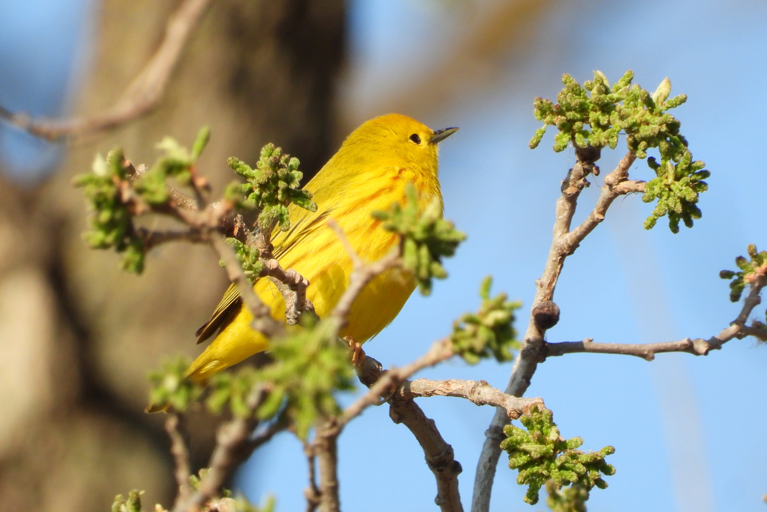 yellow warbler bird.