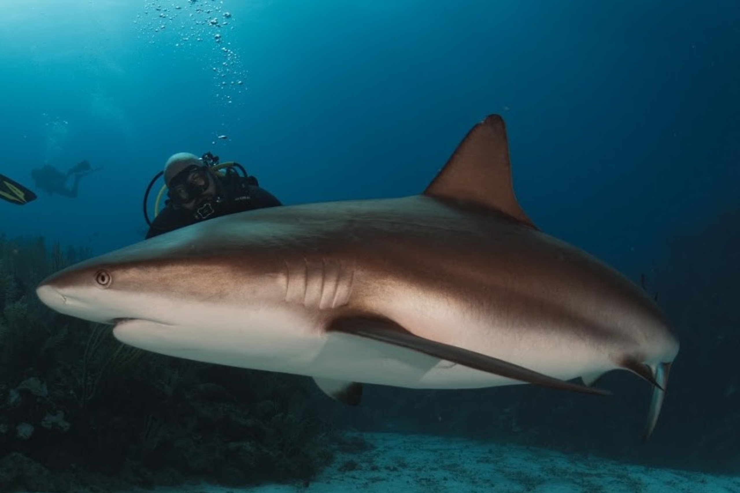 John Jabs scuba diving next to a large shark