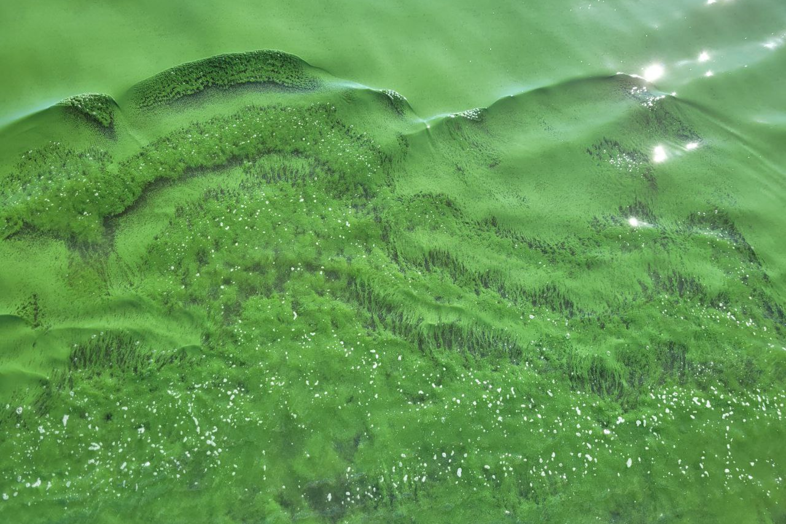 Green algea spreads across the surface of a lake