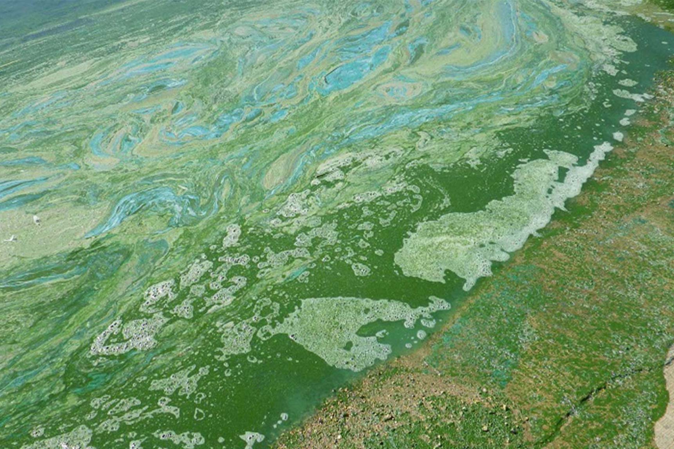 Algal blooms