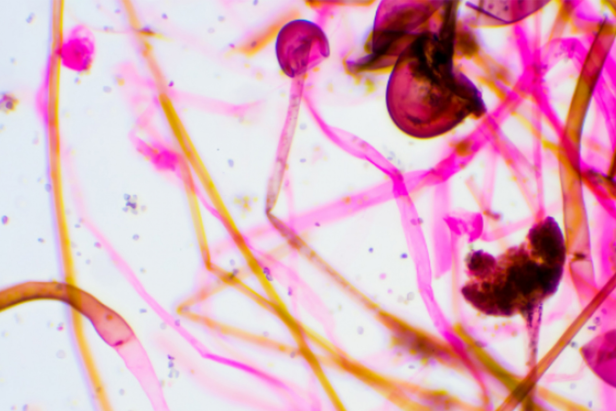 Biological Sciences photo with fungus.