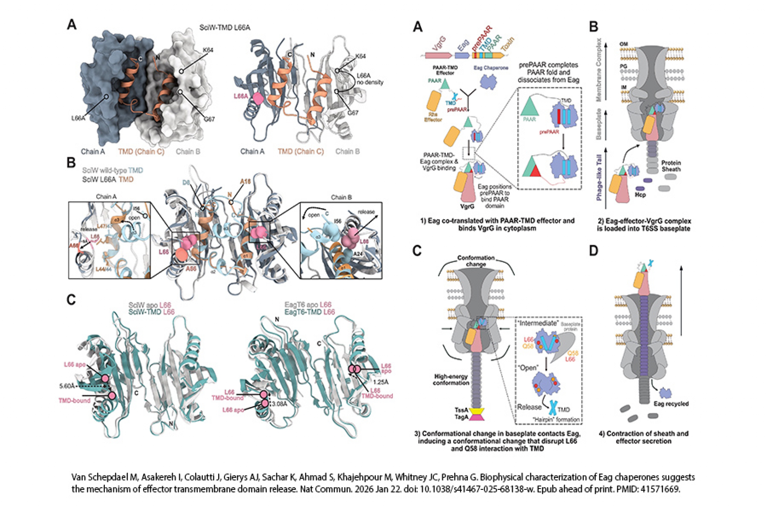 Figures from the Biophysical characterization of Eag chaperones suggests the mechanism of effector transmembrane domain release research paper.