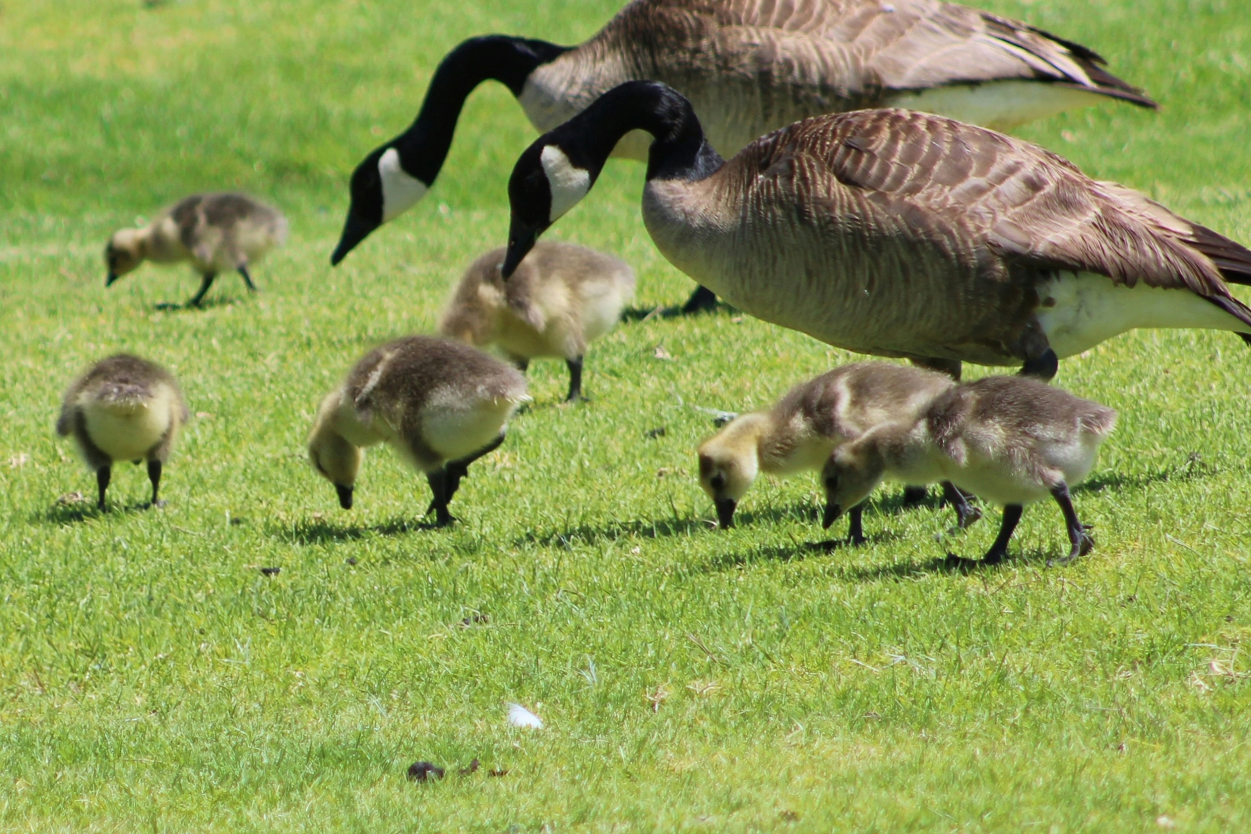 goose family with two adults and several goslings searching for food in field