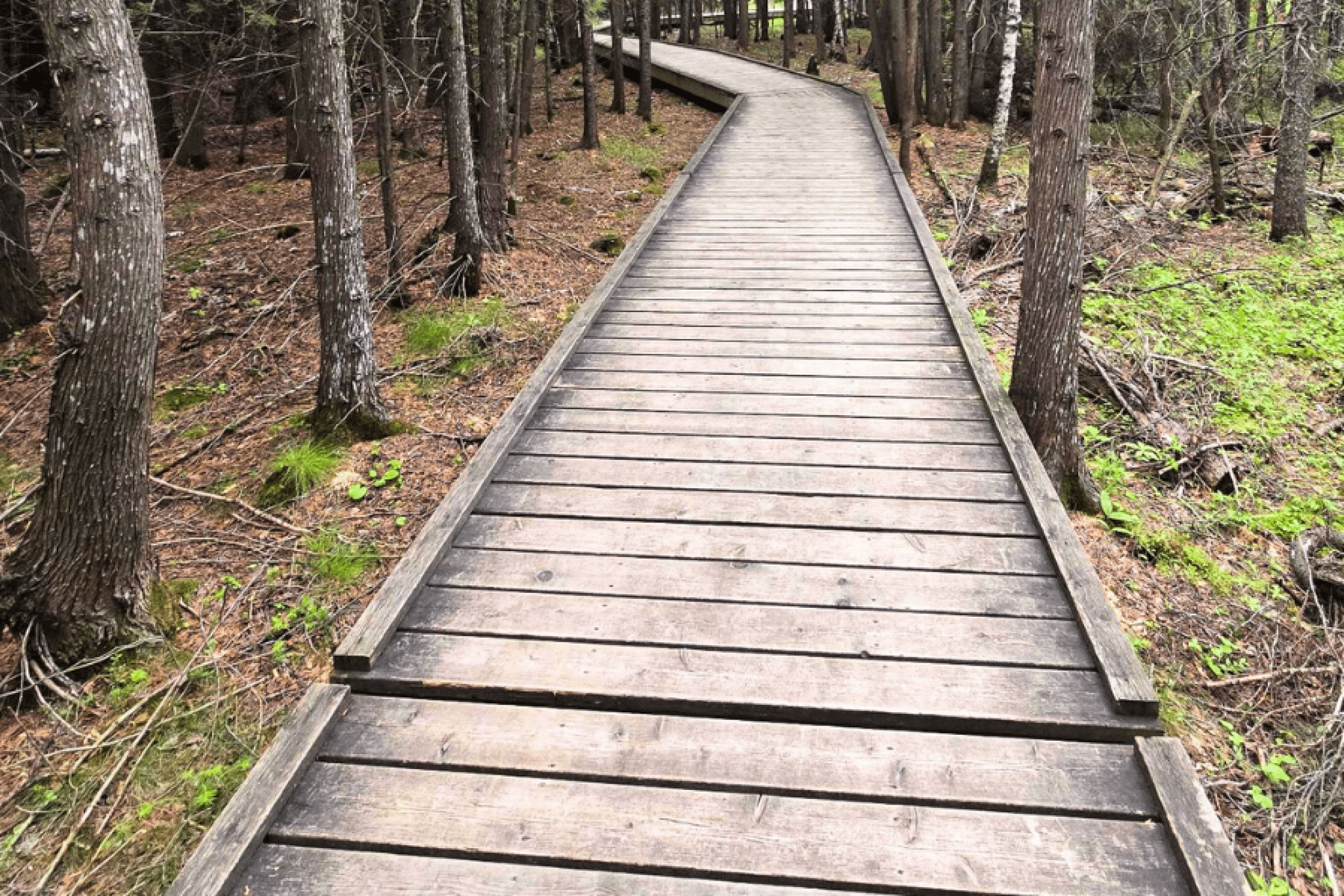 A wooden boardwalk trail winding through a dense green forest.