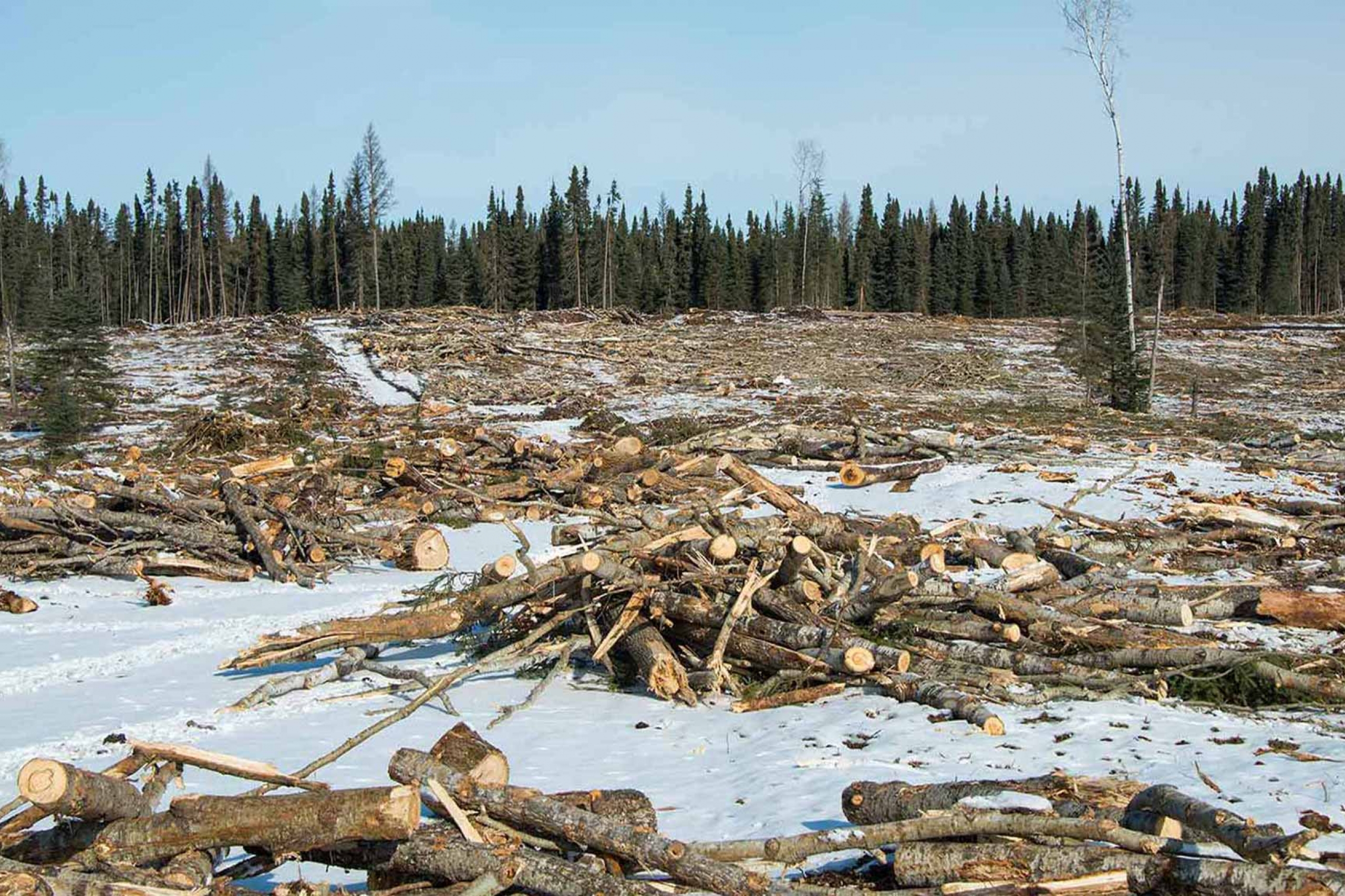 Duck Mountain Park Logging