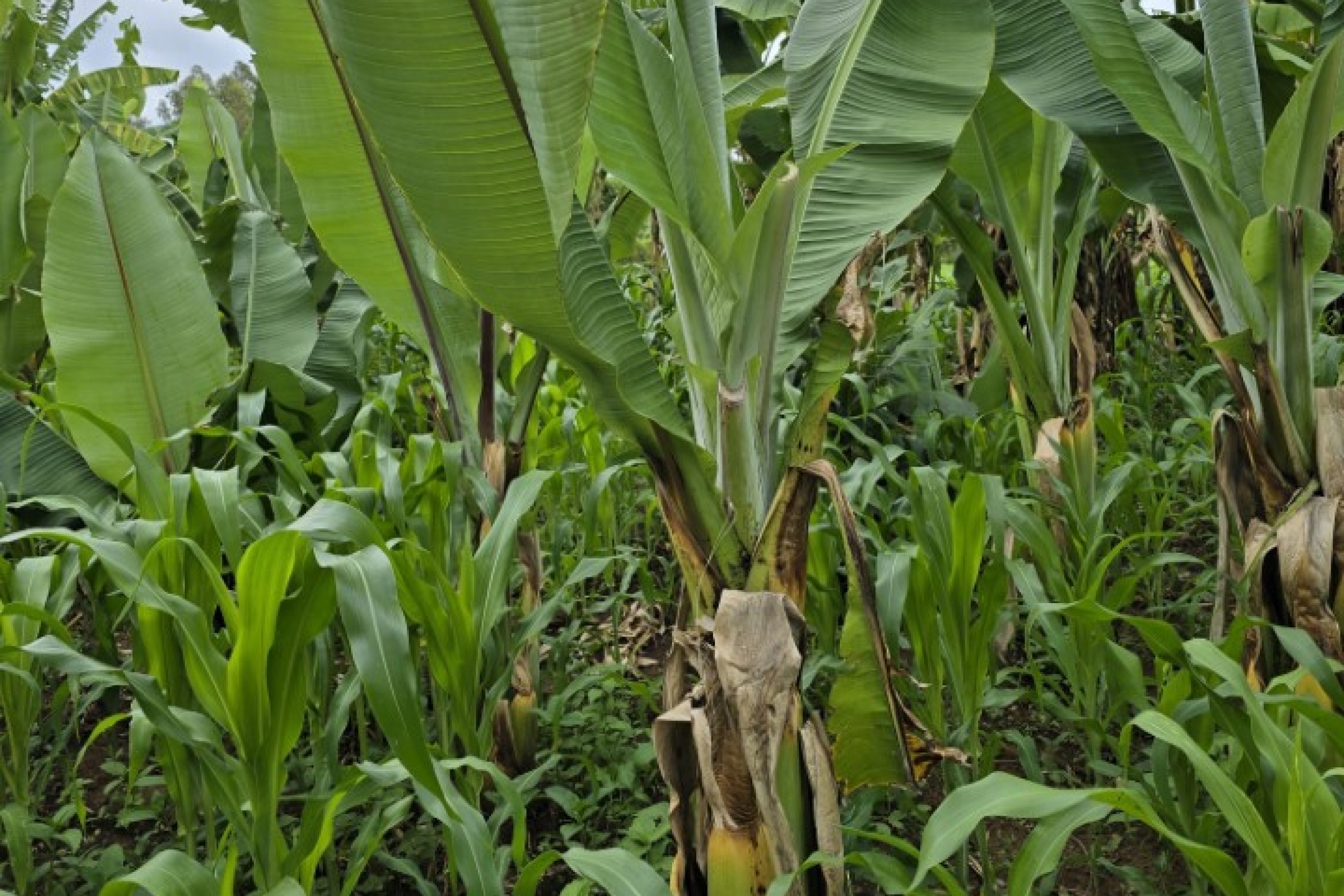 Green foliage of false banana and maize.