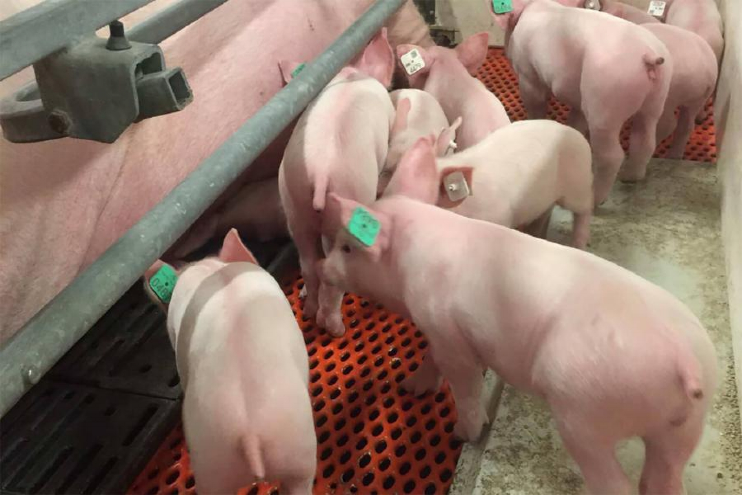 Pigs in the barn at the Bruce D. Campbell Farm and Food Discovery Centre