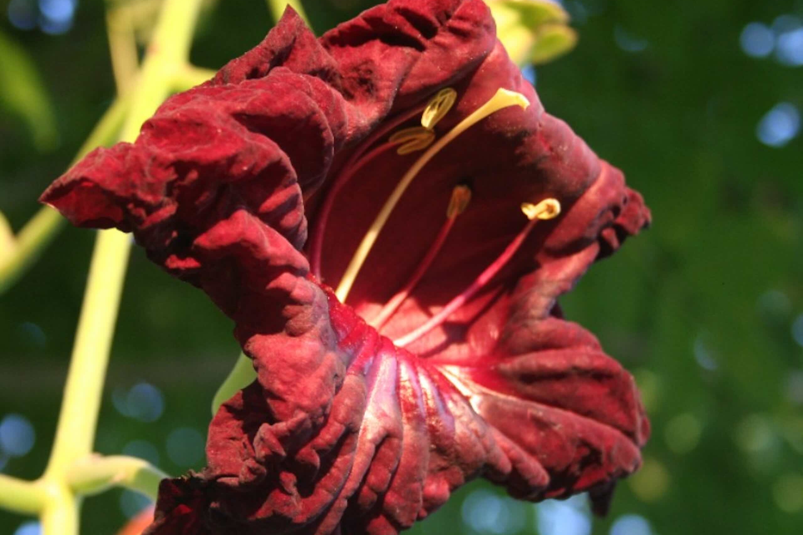 large red flower