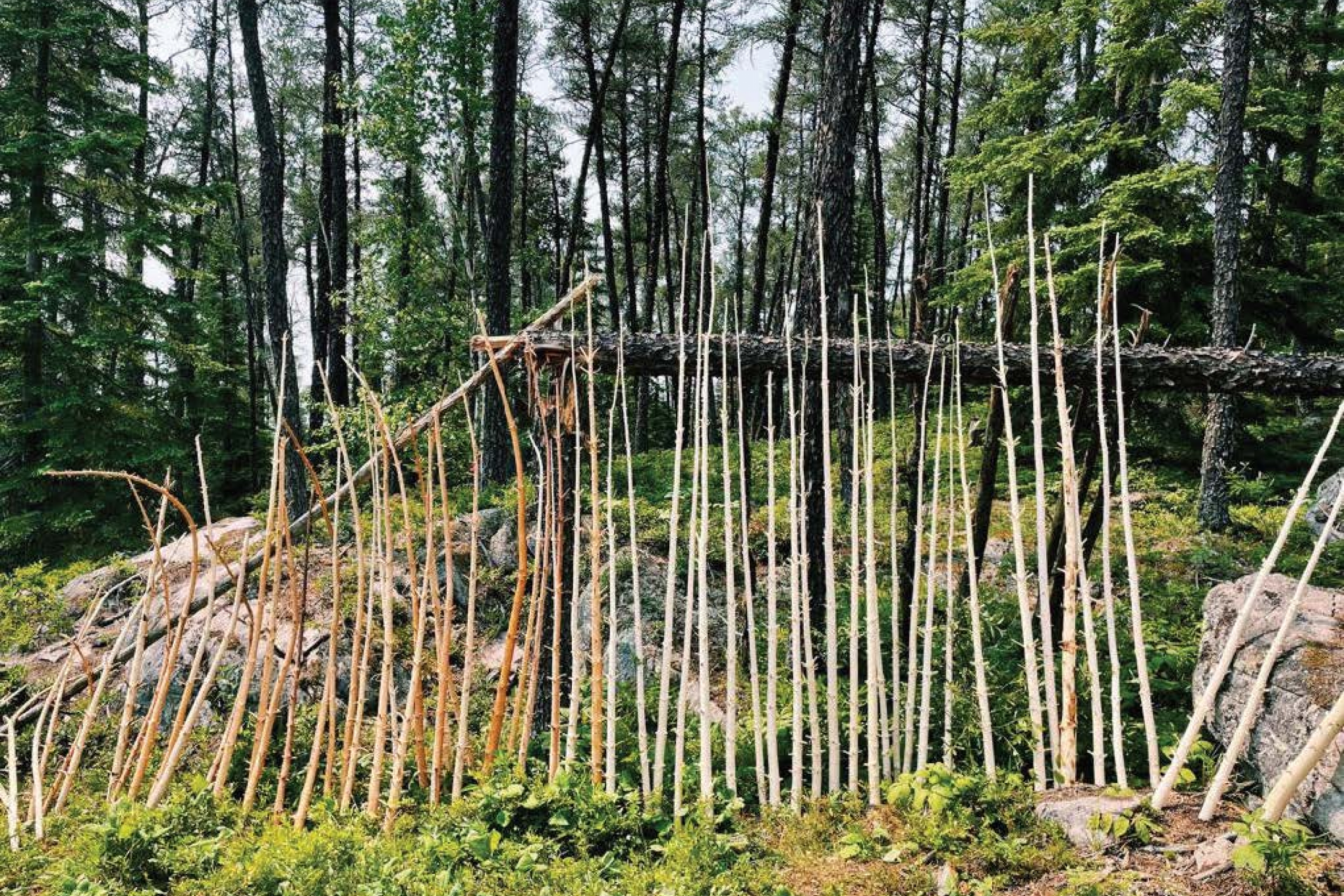 shell of an outdoor shelter built from trees