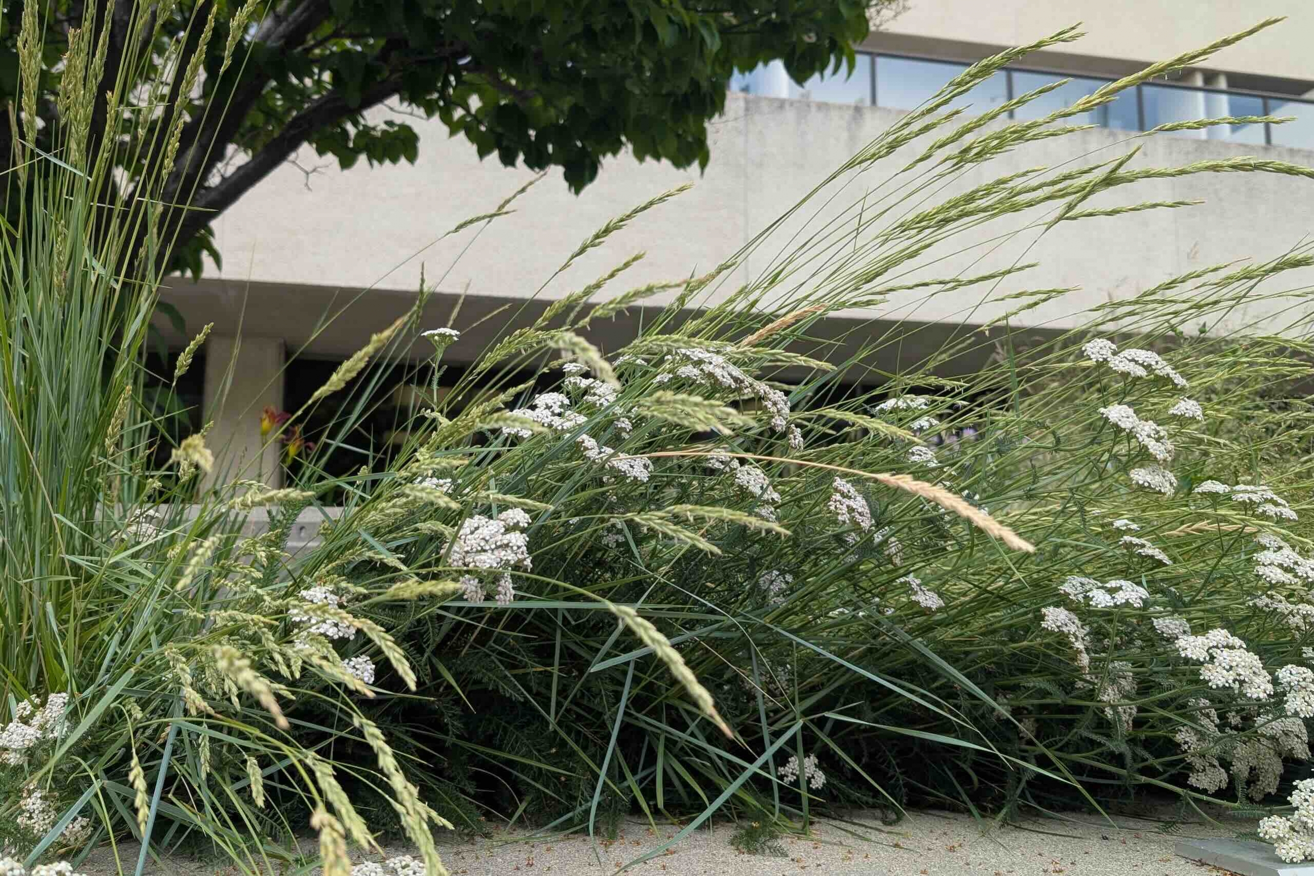 Swaying green grasses and tiny white bunches of flowers.