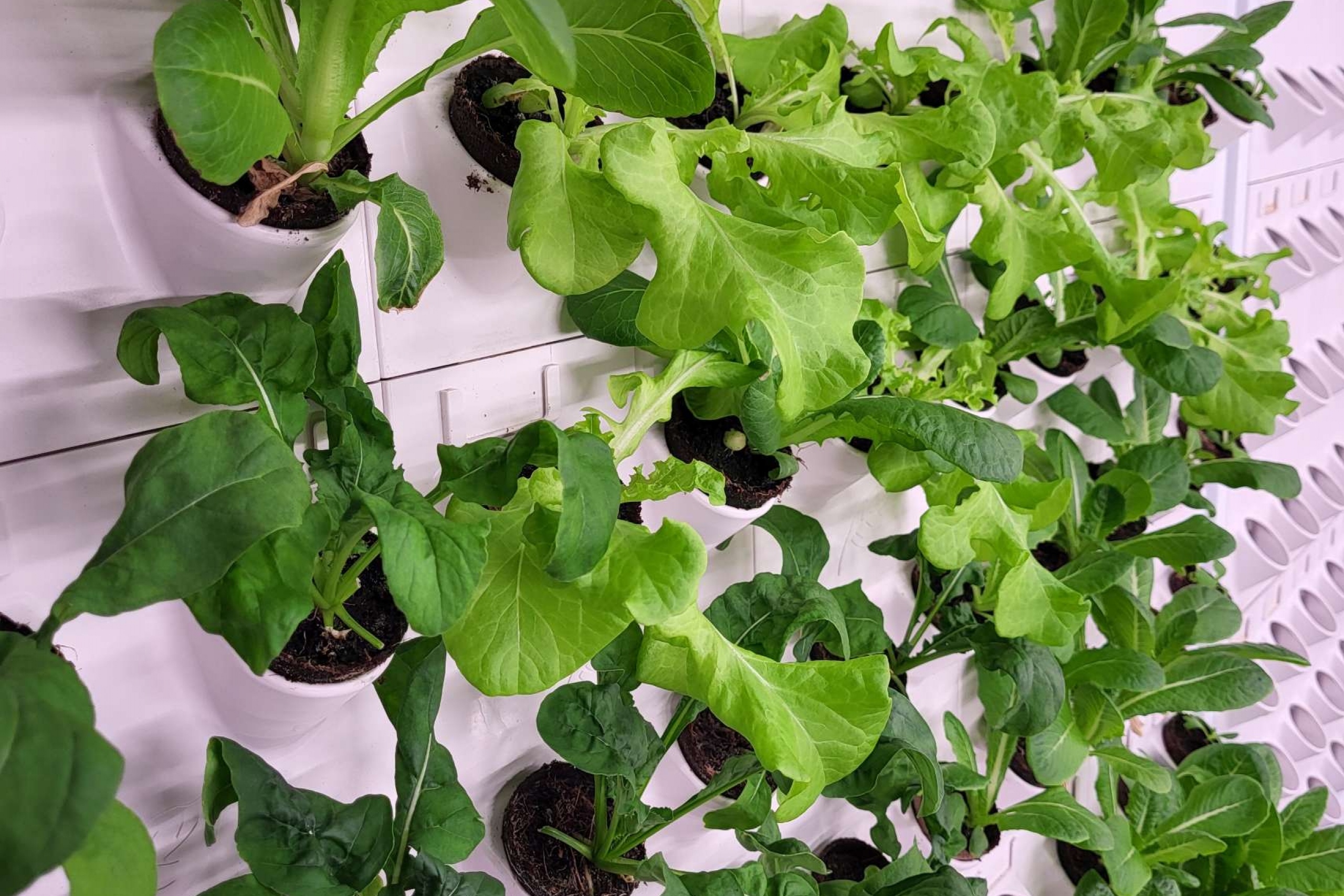 Lettuce growing on a wall.