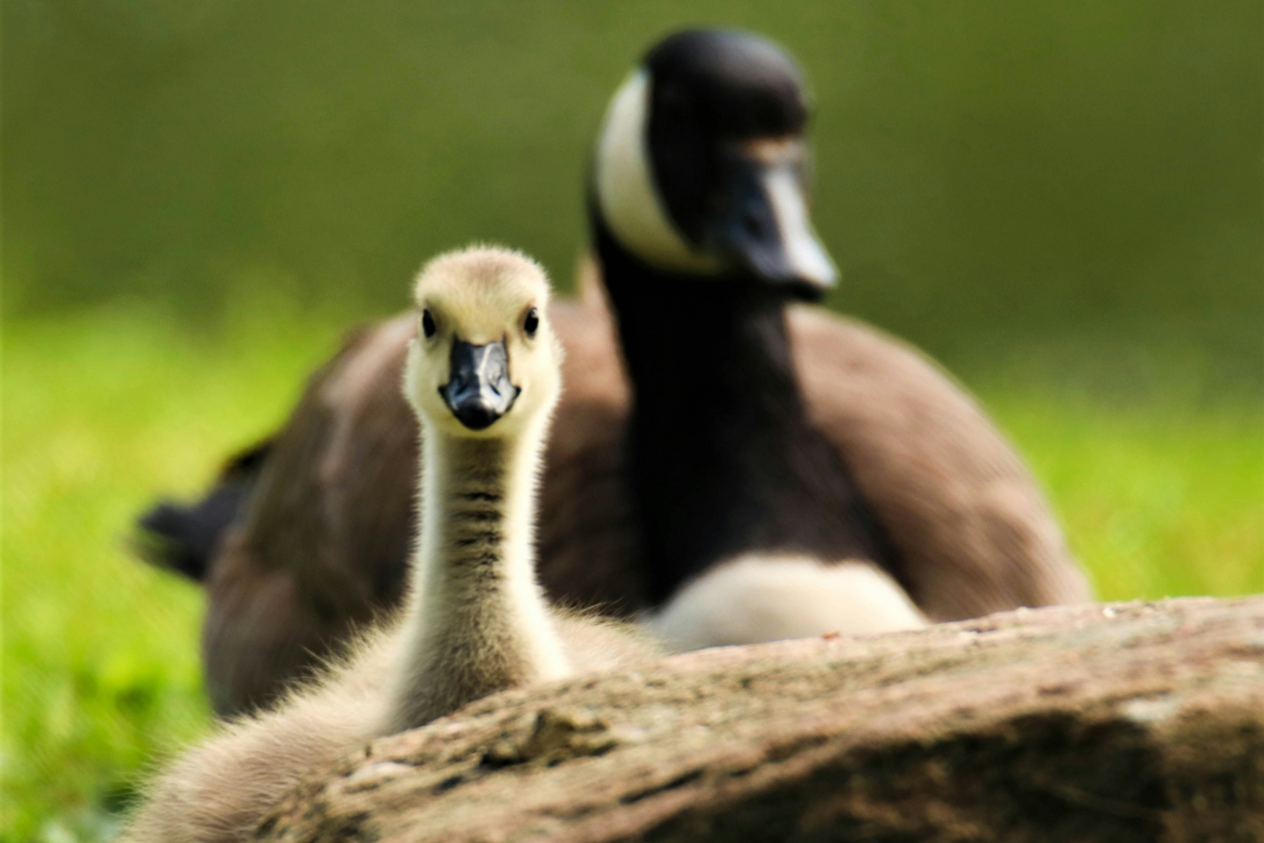 maturing gosling pops head up from goose family who is clustered together on field