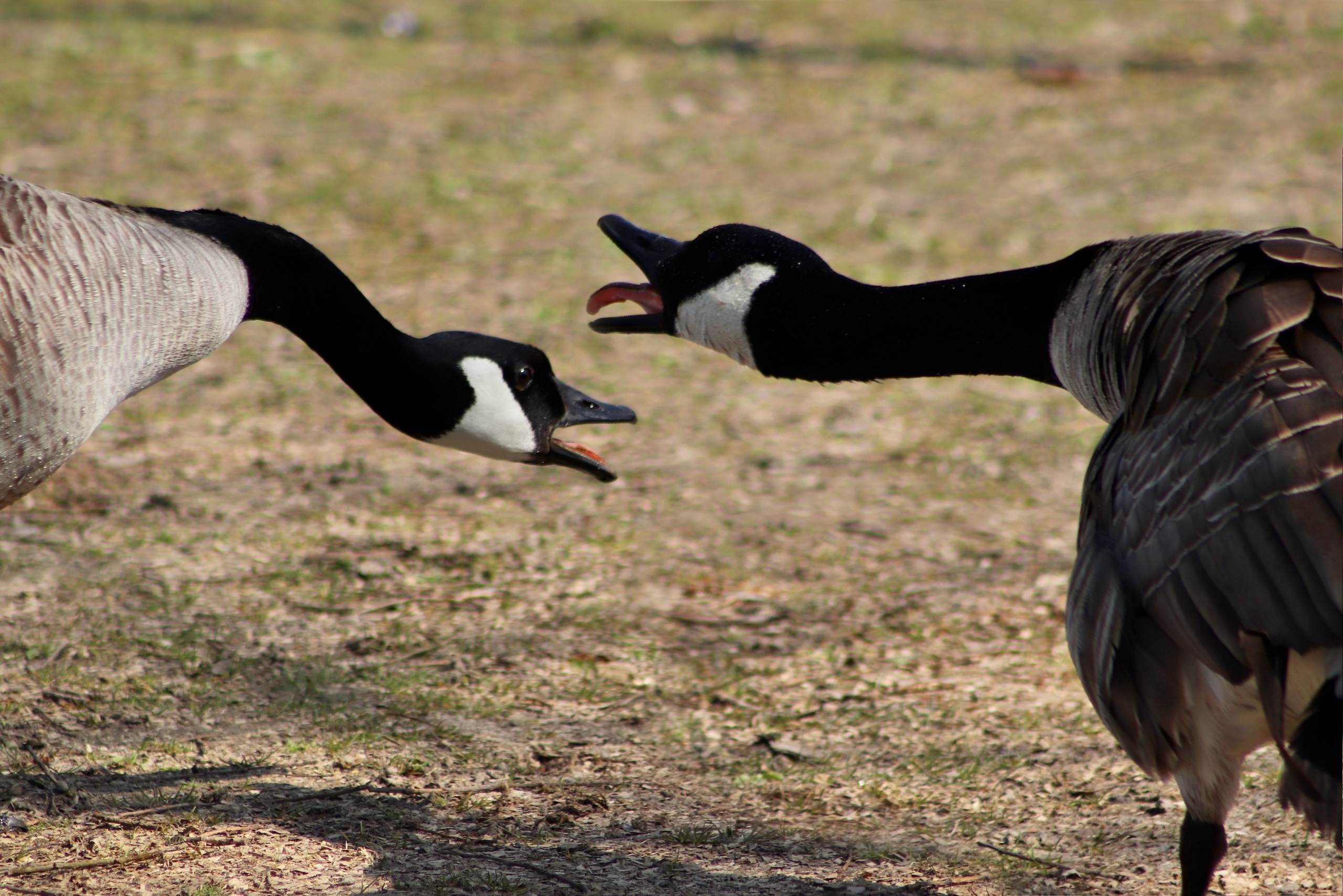 Two geese hissing at each other