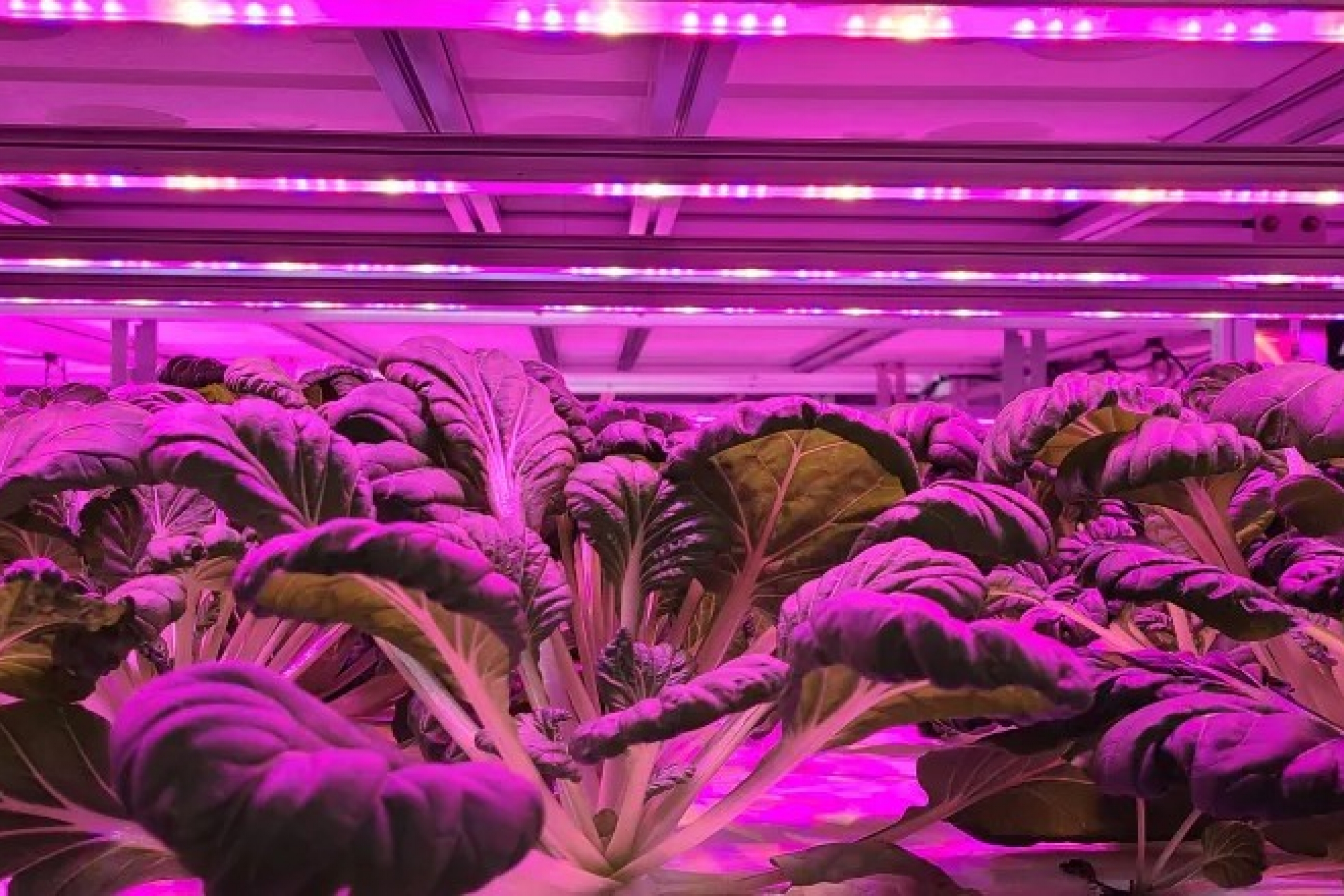 opaskwayak vertical farm
