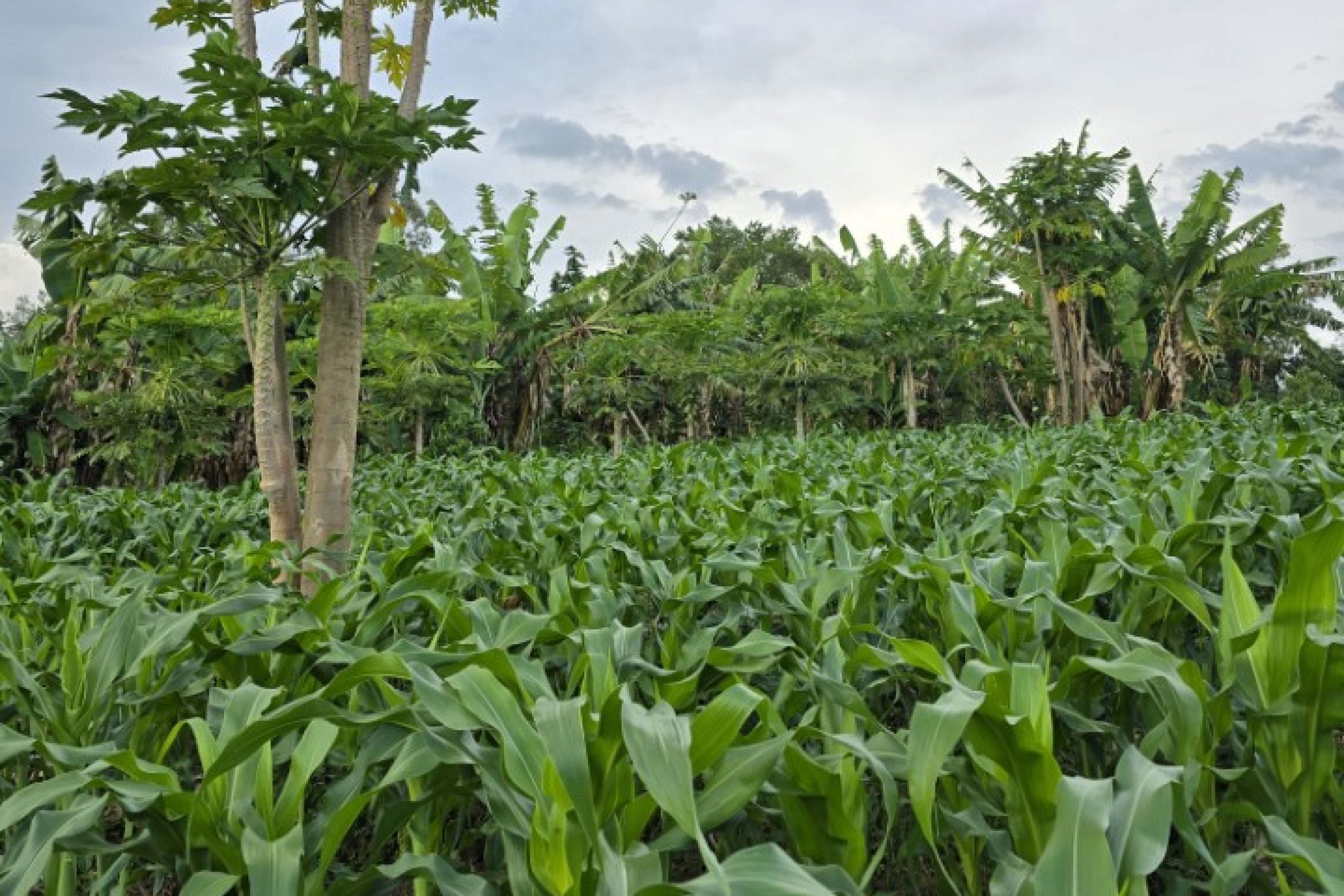 Green foliage of three types of crops interplanted.