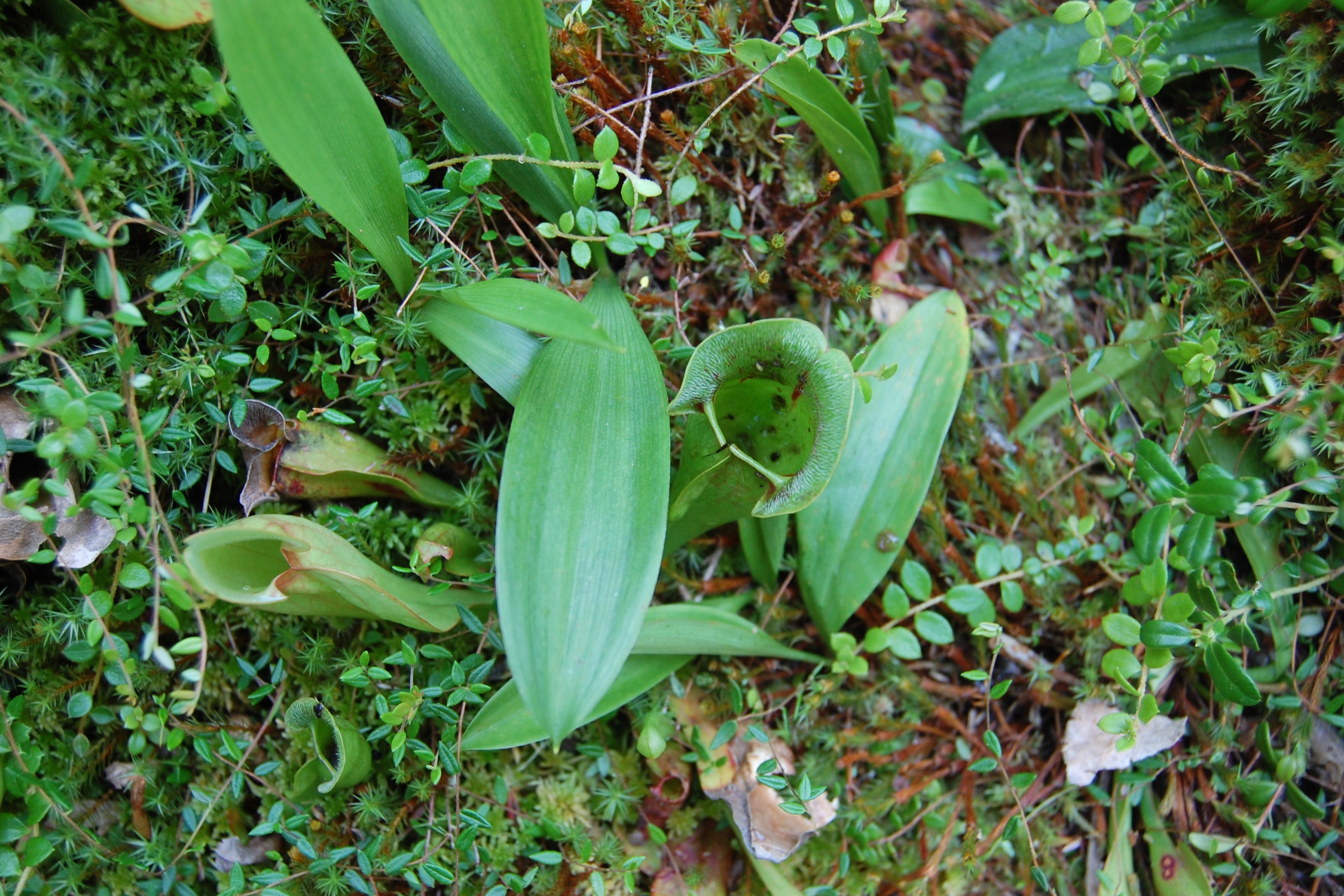 Pitcher plant