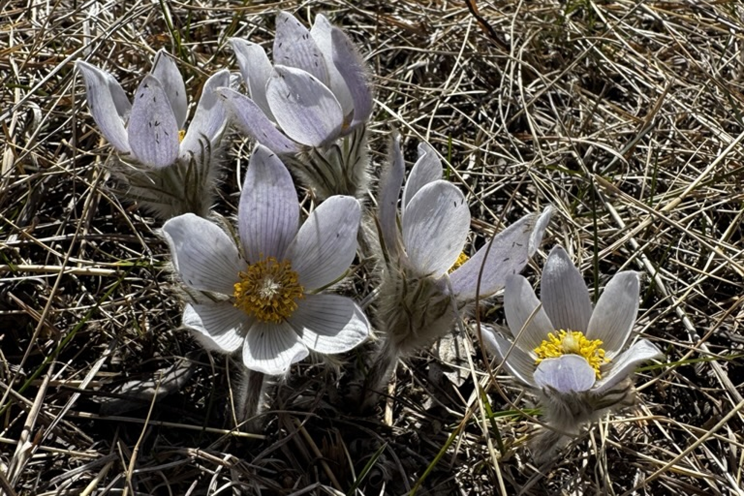 native wildflower, prairie pasqueflower
