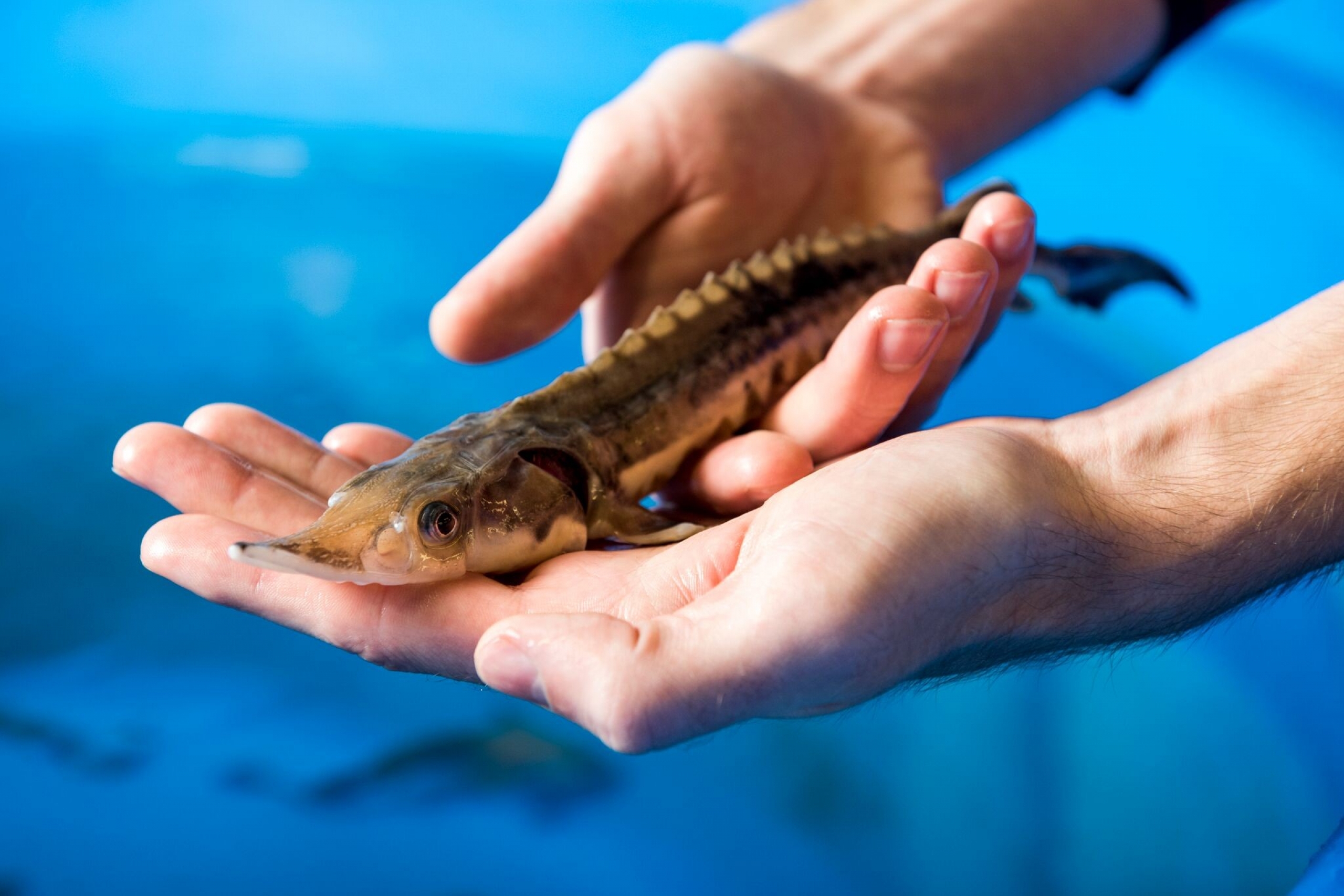 Two hands holding a fish with a pointed mouth, and long narrow body with many ridges on its back. 
