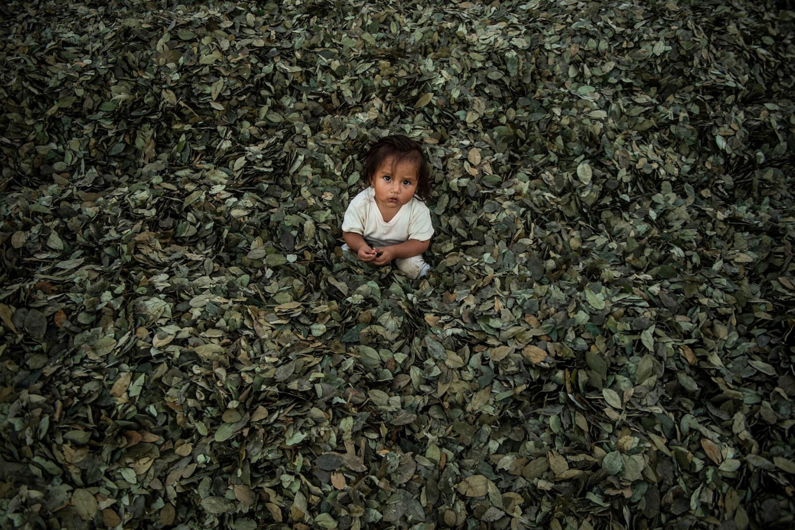 A child plays among coca leaves in the Pichari district, Ayacucho deparment, Peru.