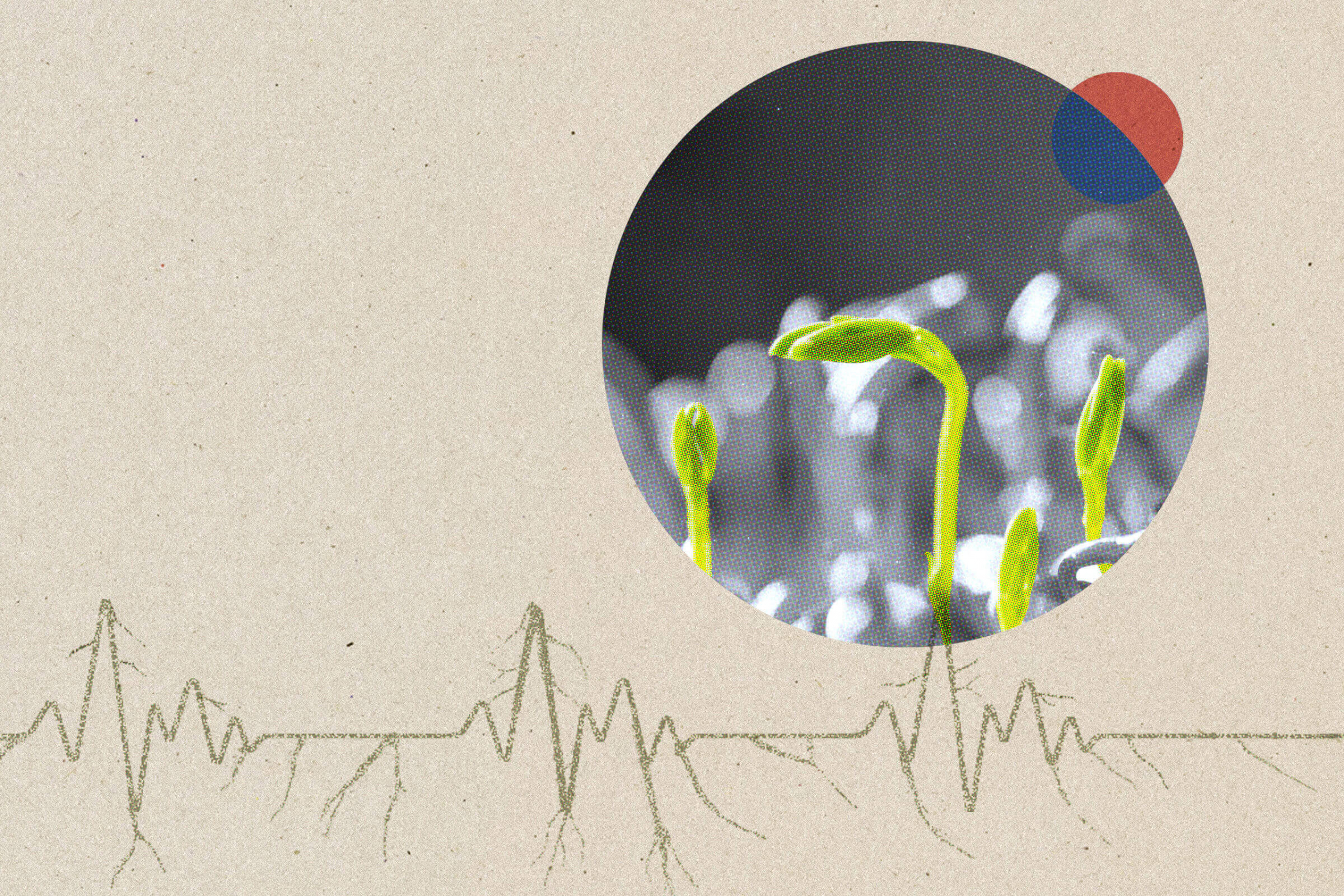 A collage image showing microgreens and roots in the shape of an EKG display