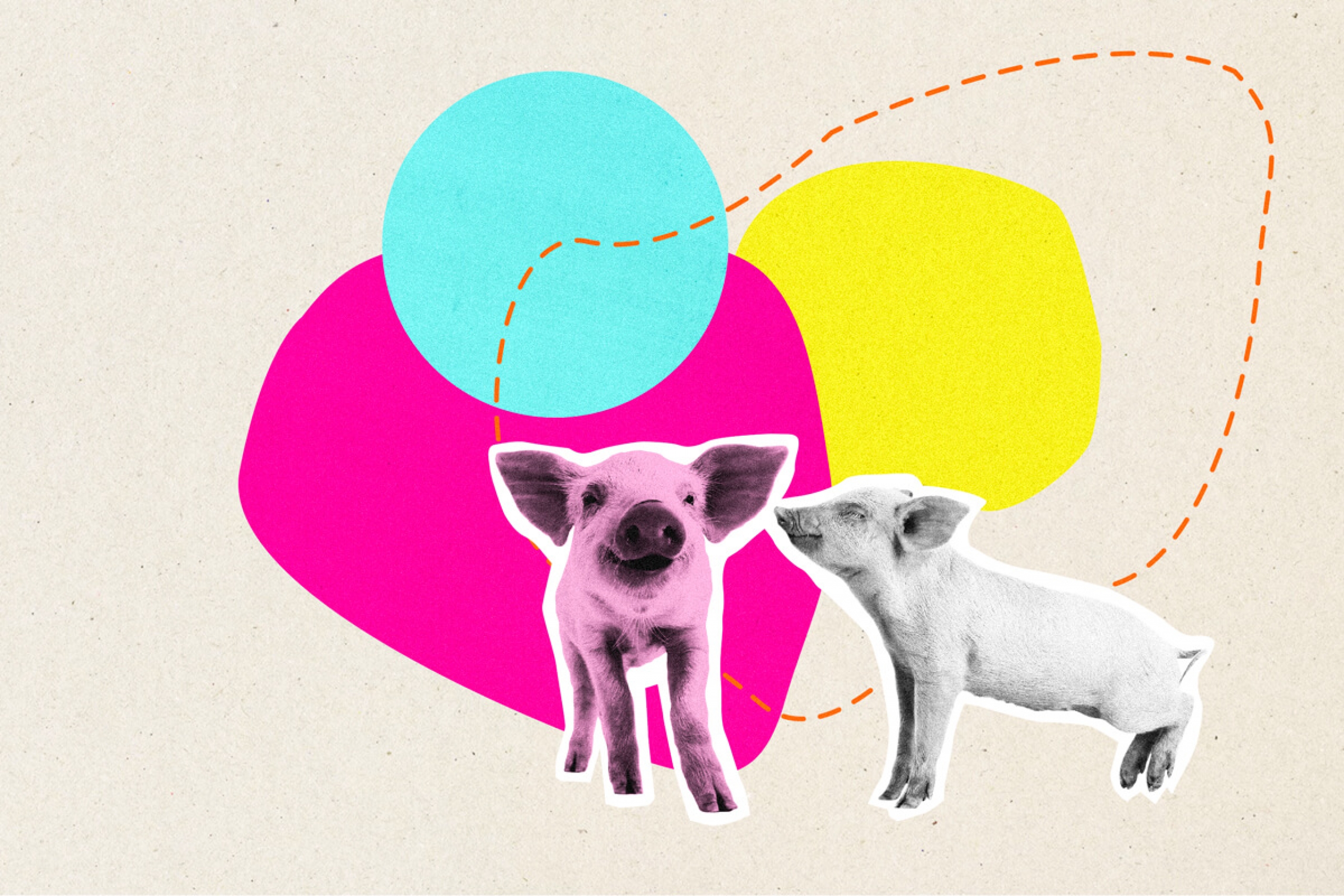 A collage of two pigs with three, large, different coloured shapes in the background.