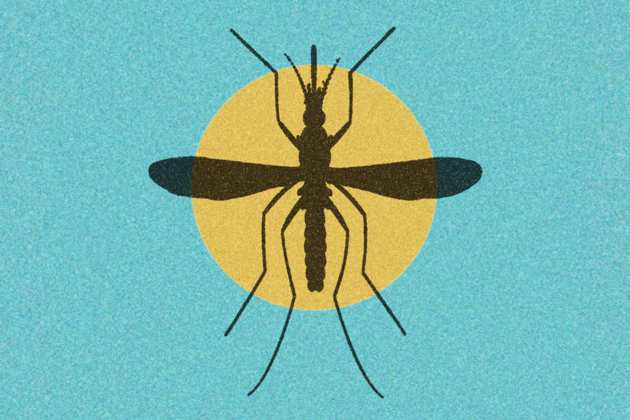 an illustration of a mosquito