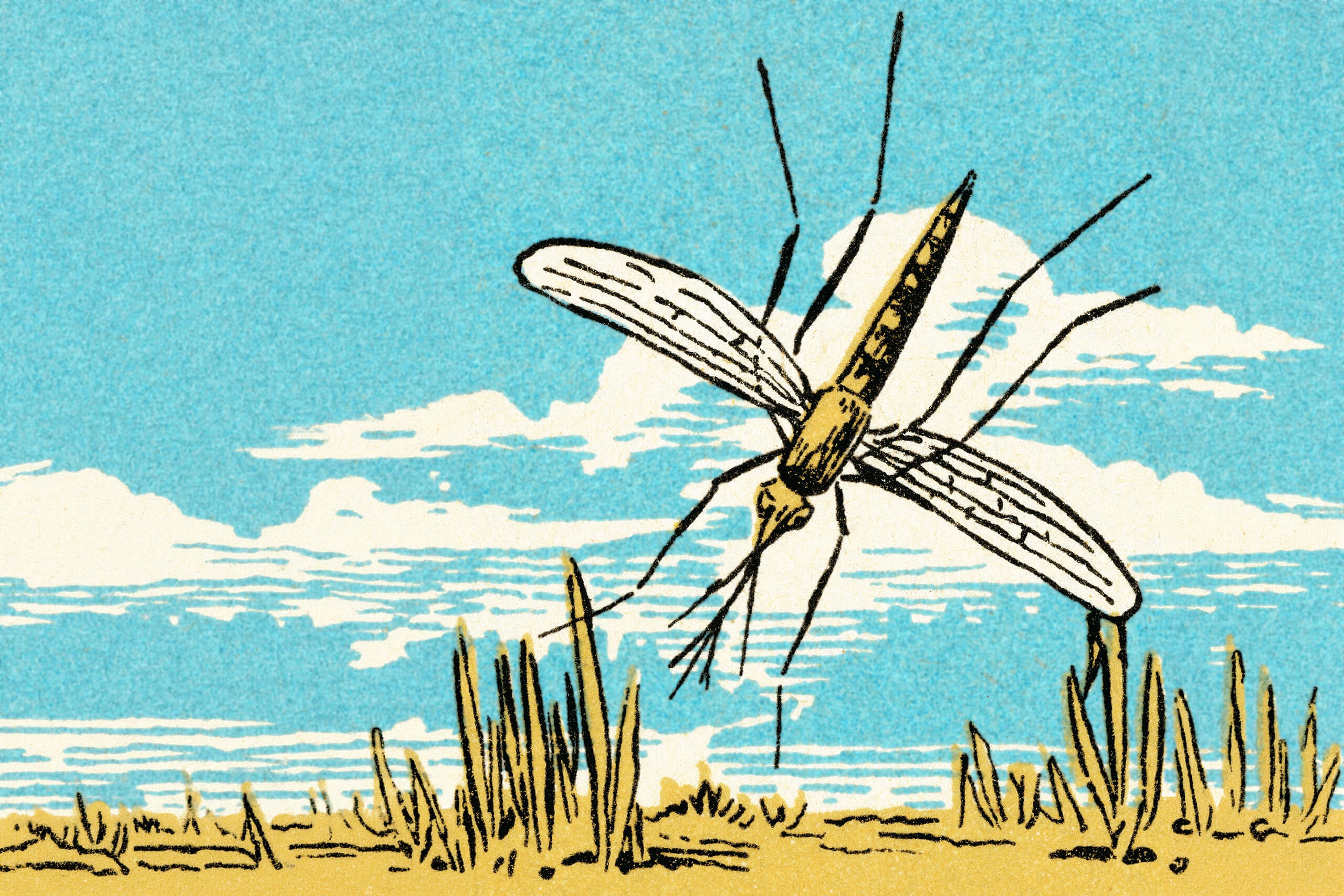 an illustration of a mosquito