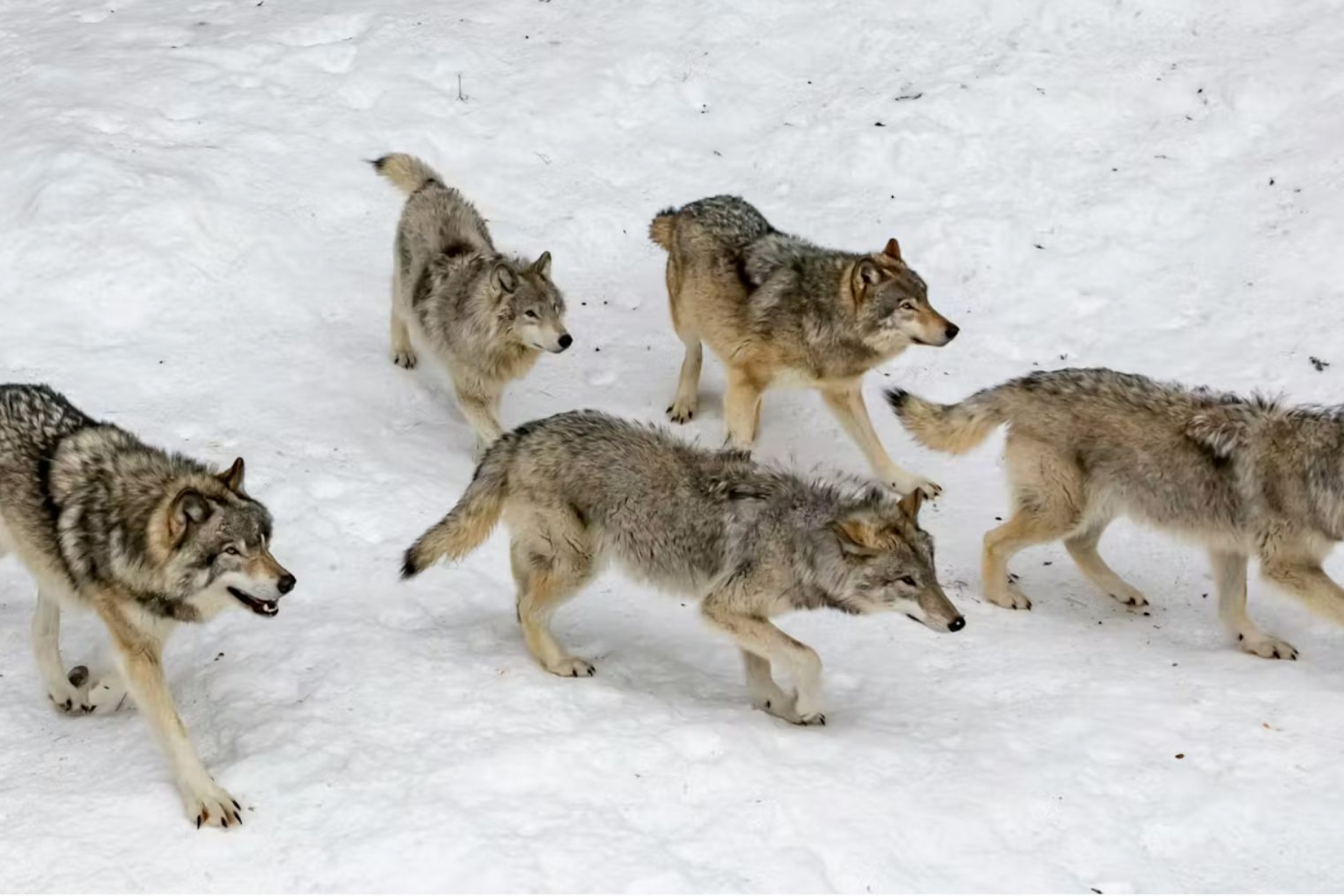 wolves in snow